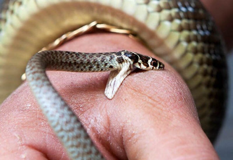 يوماً ما.. لقاحات الحمض النووي الريبوزي المرسال قد تعالج لدغات الثعابين