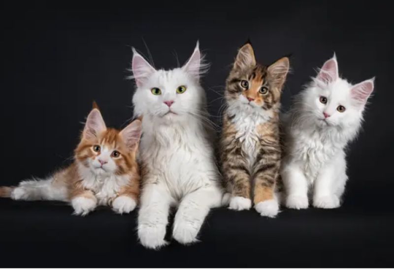 دراسة جينية تكشف مرحلة فارقة في تاريخ استئناس القطط