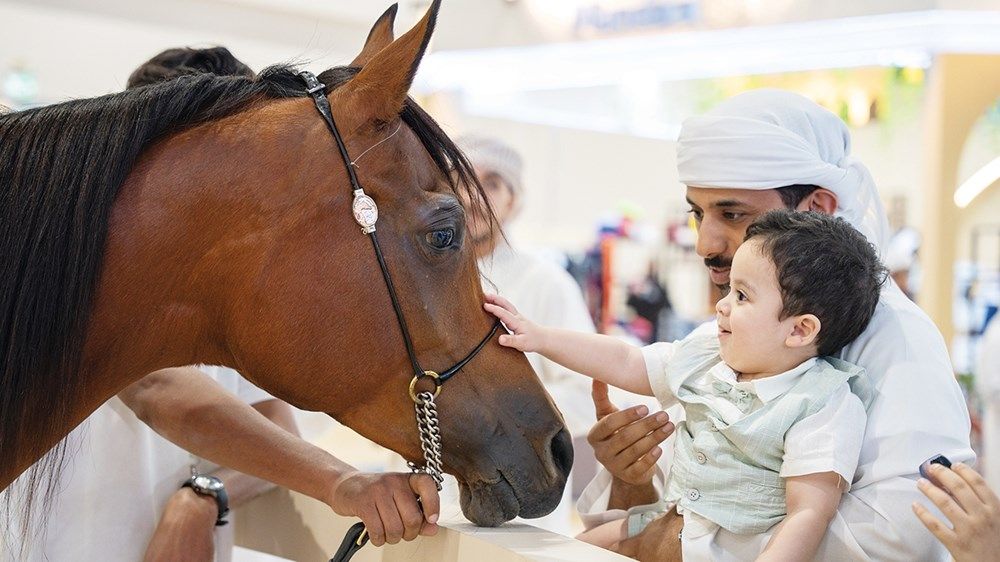«العين للصيد والفروسية» يحتفي بتراث الإمارات ورمزية الصقور