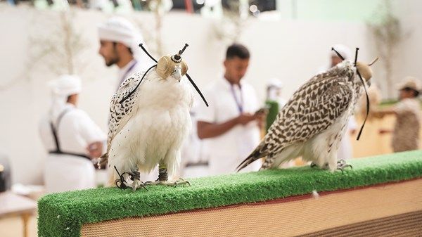 «العين للصيد والفروسية» يحتفي بتراث الإمارات ورمزية الصقور