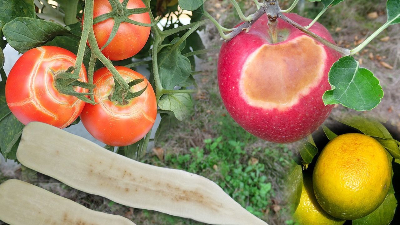 اليابان | محاصيل اليابان على المحك… الحرارة المرتفعة تهدد الإنتاج والجودة!