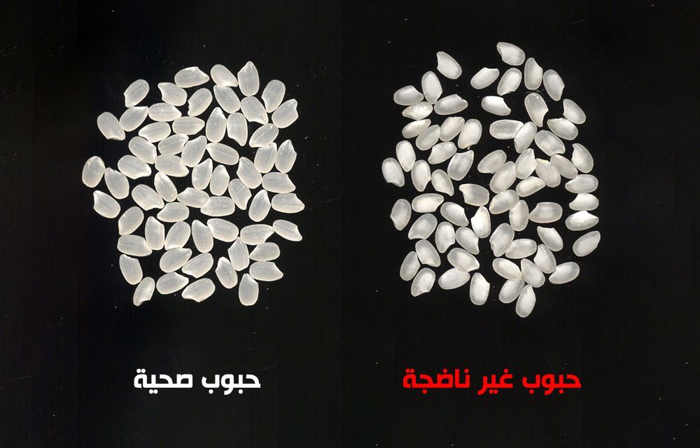 حبوب أرز طبيعية (على اليسار) وحبوب أرز بيضاء معتمة وشاحبة. (© المنظمة الوطنية للبحوث الزراعية والغذائية)