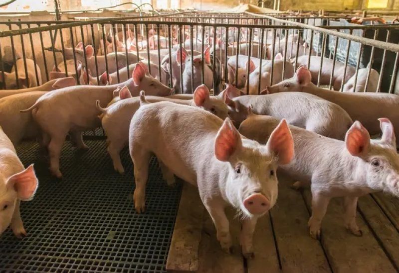 إقليم كتالونيا الإسباني يغلق متنزها طبيعيا بعد تفشي إنفلونزا الخنازير