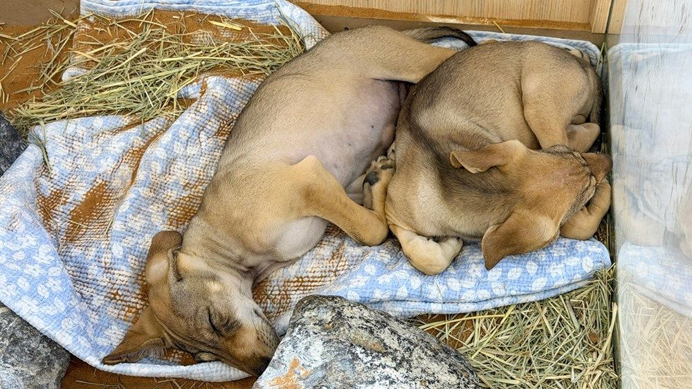 ظهور الذئاب العربية المستنسخة في «العين الدولي للصيد والفروسية»