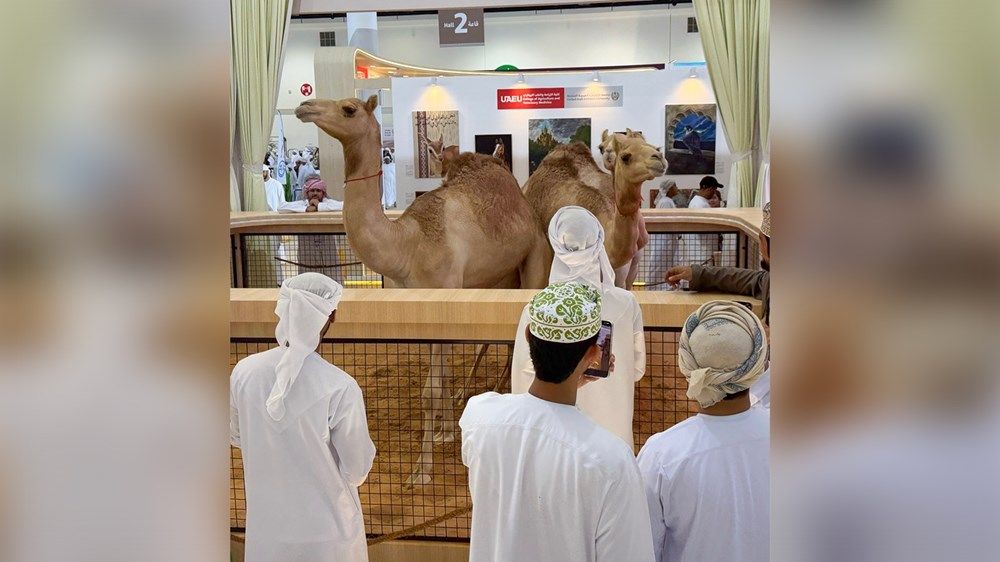 ظهور الذئاب العربية المستنسخة في «العين الدولي للصيد والفروسية»