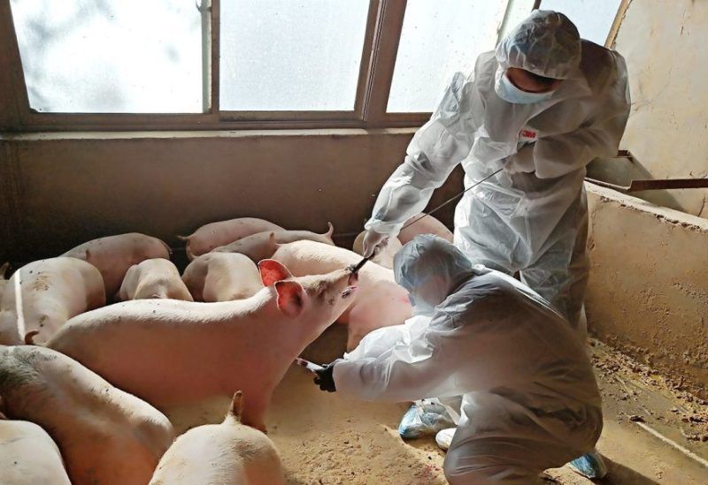 إسبانيا ترصد 8 حالات اشتباه بالإصابة بحمى الخنازير