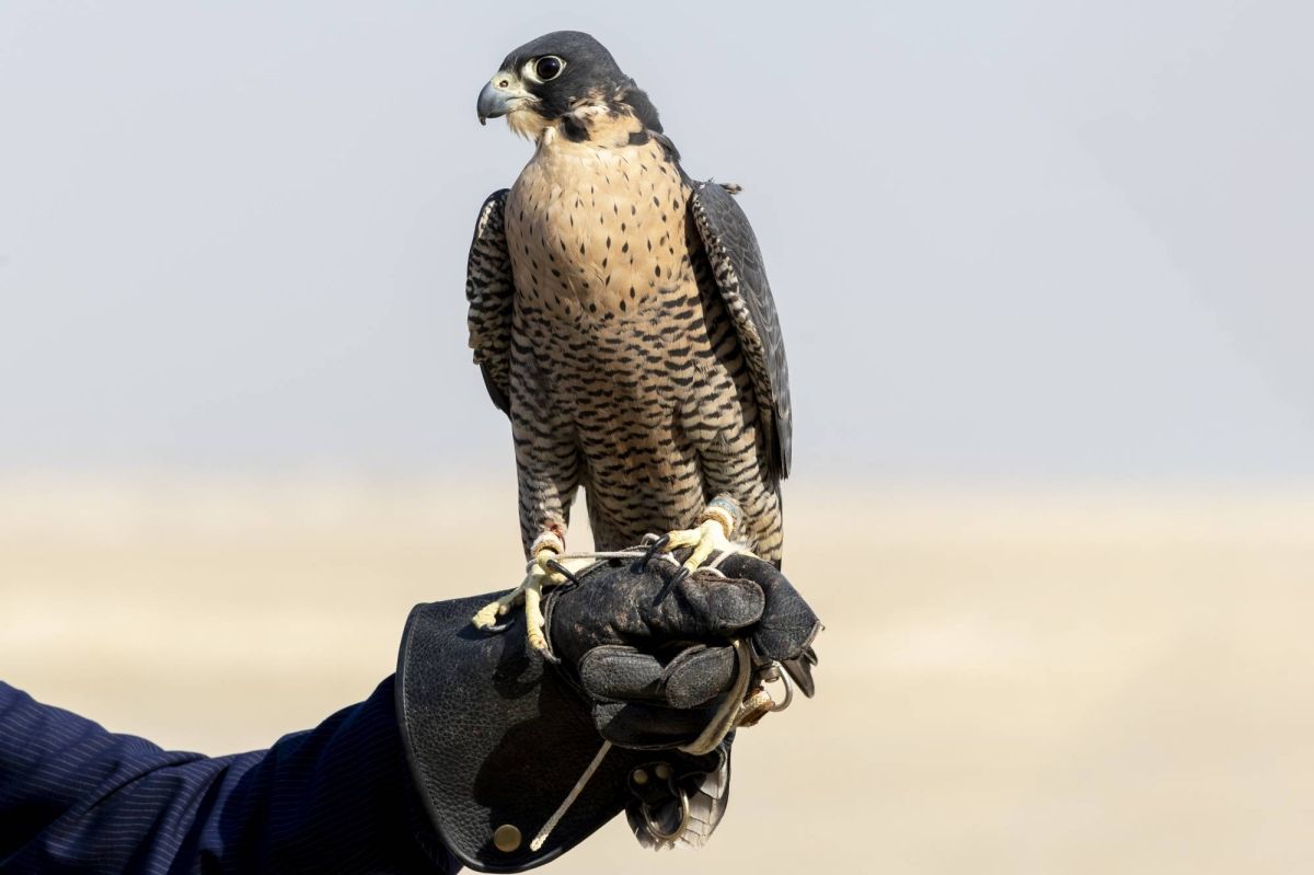 الصقّارة السعودية نورة المنصوري تنتزع صدارة شوط شاهين قرناس محترفين في كأس نادي الصقور 2025 