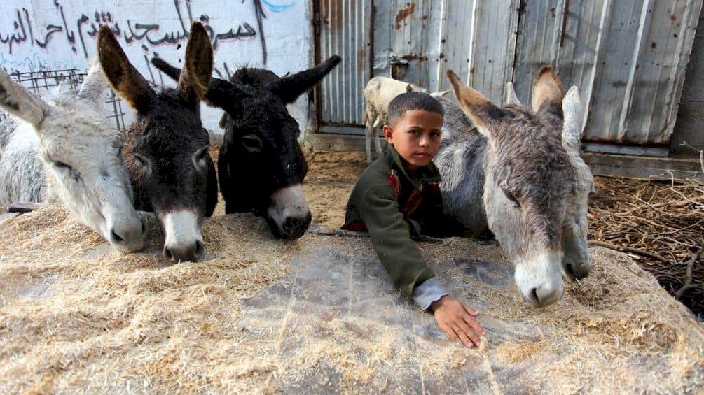 8 حمير من غزة تحصل على حق اللجوء لألمانيا