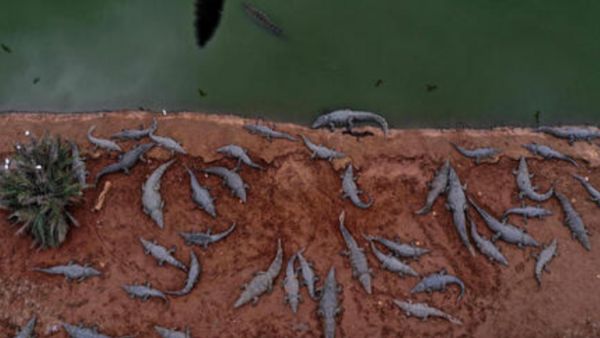 "مجزرة تماسيح" بالضفة الغربية وإسرائيل: خفنا من هجوم