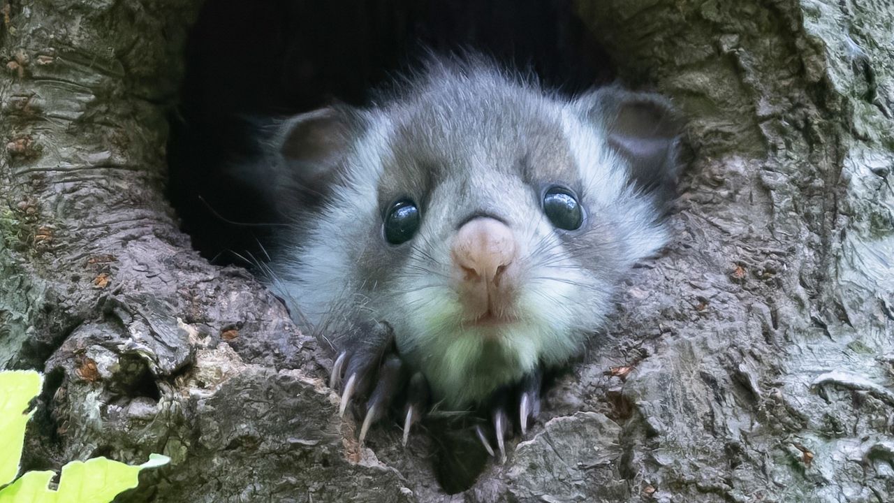 اليابان | موساسبي… السنجاب الطائر الذي أصبح رمزًا للغابات اليابانية