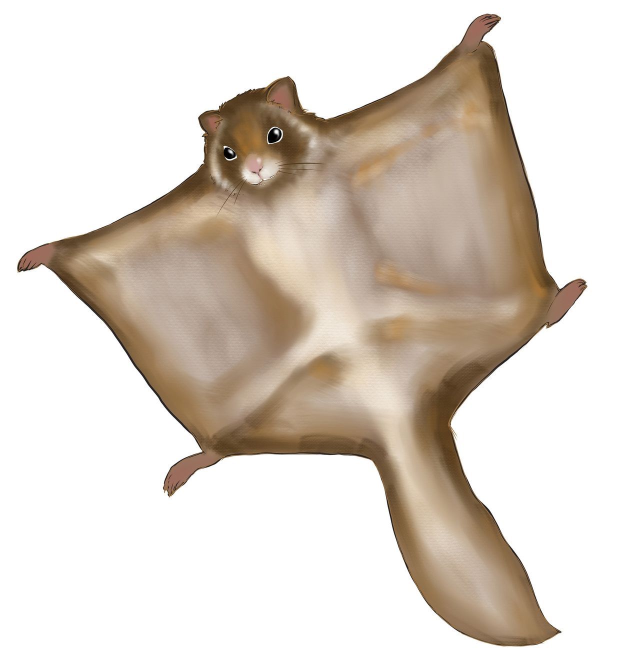 اليابان | موساسبي… السنجاب الطائر الذي أصبح رمزًا للغابات اليابانية