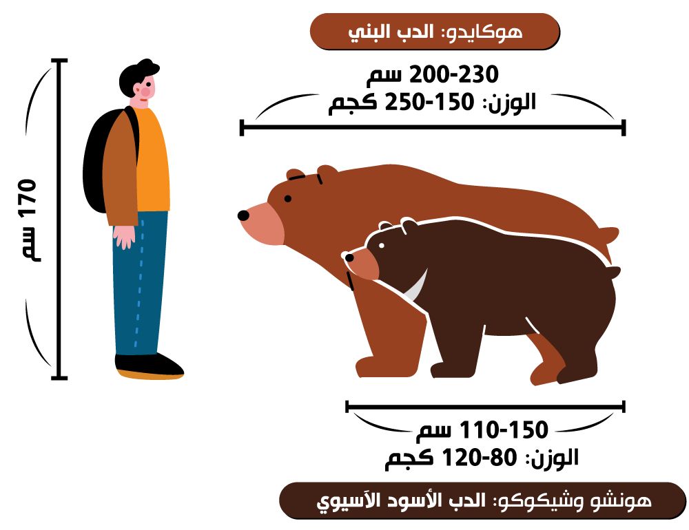 اليابان | هل خرجت أزمة الدببة في اليابان عن السيطرة؟ ولماذا ارتفع عدد الضحايا؟