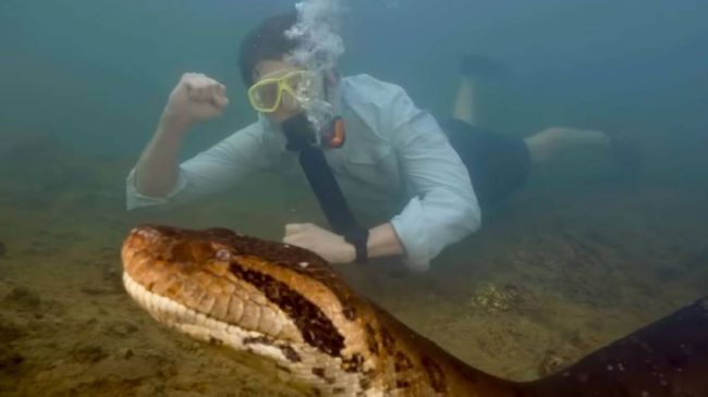 فيديو: كيف قادت الصدفة إلى اكتشاف أكبر أفعى أناكوندا في التاريخ؟