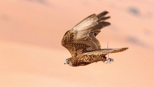 سباق الصقور ينطلق بفئة «الملاك»