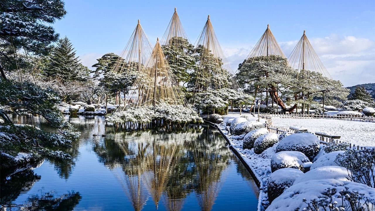 اليابان | يوكيزوري... فن ياباني تقليدي يحمي الأشجار من قسوة الشتاء