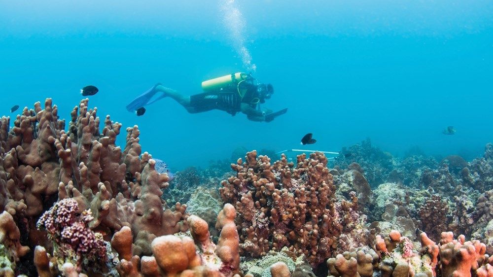 الإمارات من الصحراء إلى الريادة الخضراء