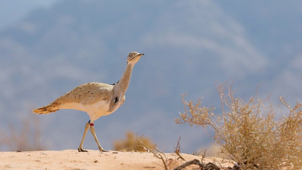 الإمارات من الصحراء إلى الريادة الخضراء