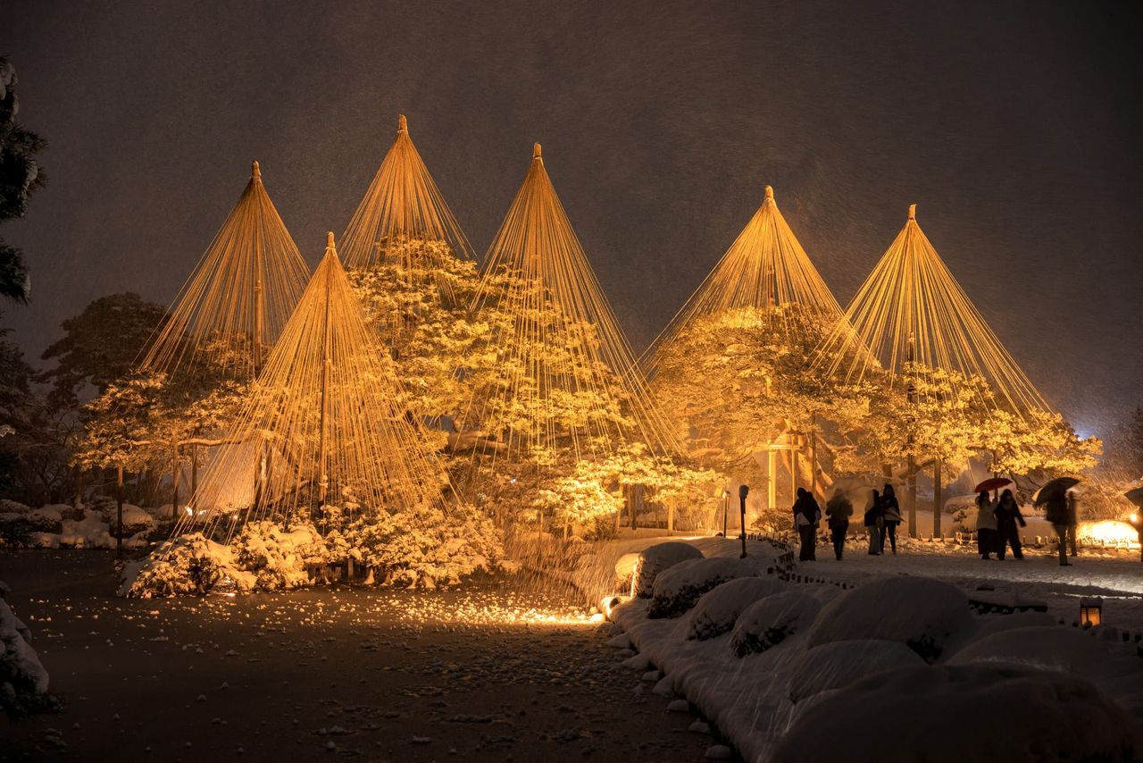 اليابان | يوكيزوري... فن ياباني تقليدي يحمي الأشجار من قسوة الشتاء