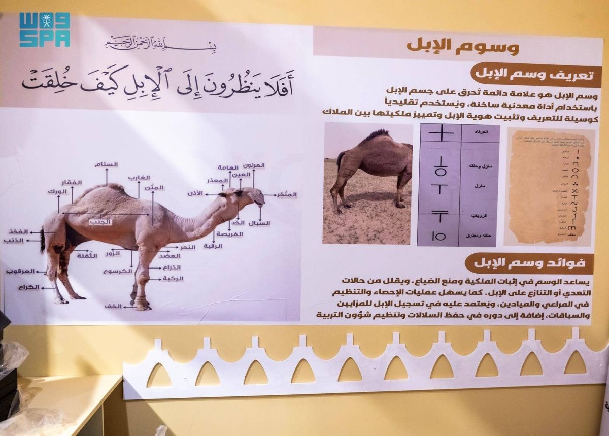 جمعية الإبل بمنطقة نجران تشارك 
في مهرجان الملك عبدالعزيز للإبل