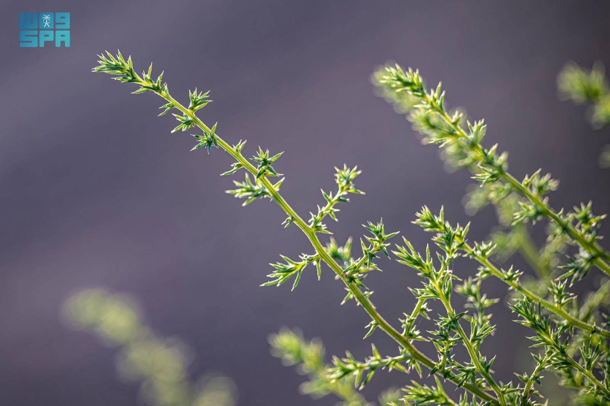 ظهور الشوك الروسي 
في منطقة الحدود الشمالية