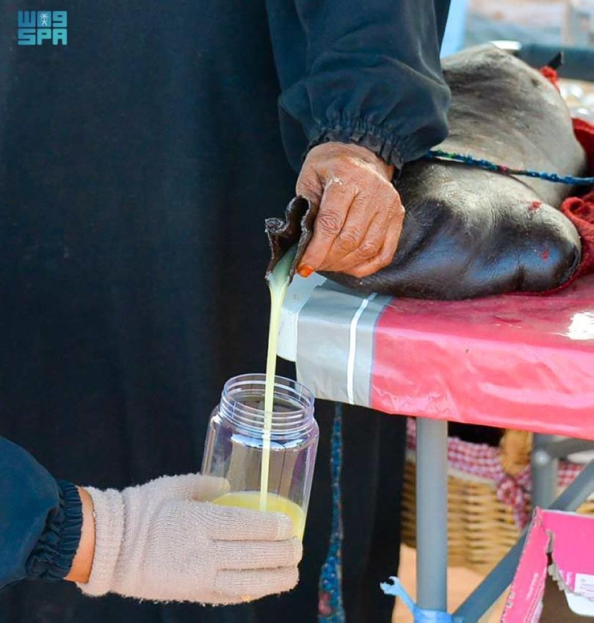 «القربة» موروث شعبي يظهر براعة الأجداد 
في استخدام الموارد الطبيعية