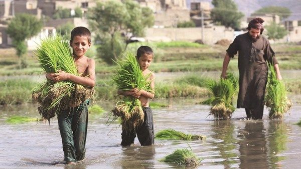 تحذير أممي من تزايد أعداد الجوعى في أفغانستان