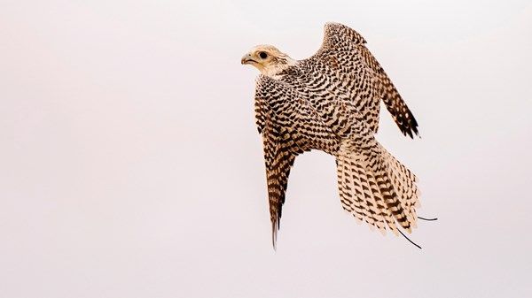 «الصقور» تسجل حضوراً قوياً في اليوم الثالث بمهرجان ليوا الدولي