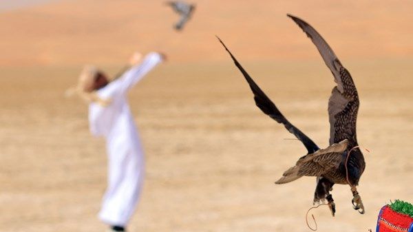 بطولة هدد الحمام تحلق في أجواء «ليوا»