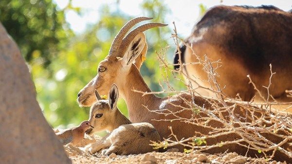 خلال 2025.. حديقة الحيوان بالعين تحتفي بولادة 390 حيواناً