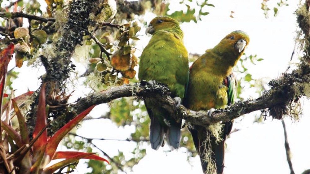 خلال العام الجاري.. «صندوق محمد بن زايد» يدعم 206 مشاريع لحماية 111 نوعاً مهدداً بالانقراض