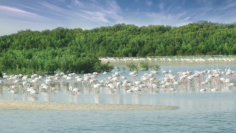 الاستدامة.. نهج استراتيجي