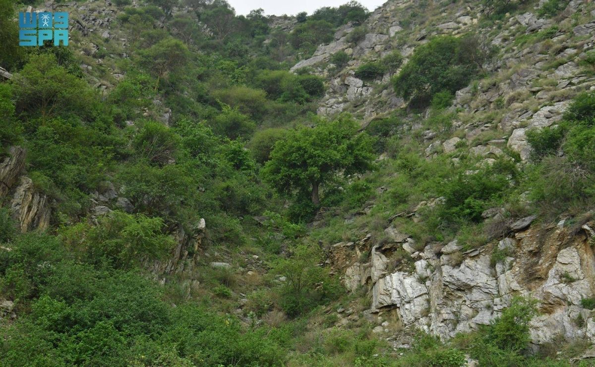 البرنامج الوطني للتشجير يحدد +165 نوعا من النباتات الملائمة للتشجير