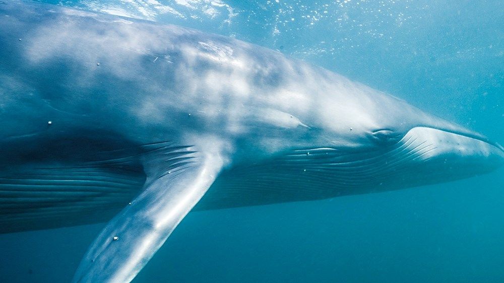 مؤشرات نادرة تؤكد ثراء أبوظبي البيئي وتنوعها الحيوي