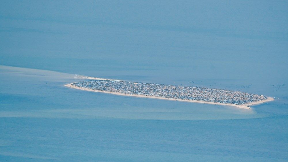 مؤشرات نادرة تؤكد ثراء أبوظبي البيئي وتنوعها الحيوي