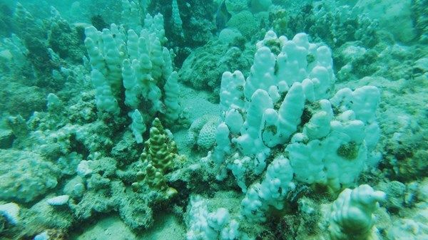 علماء يحددون أسباب درجات الحرارة العالية خلال الصيف في الخليج العربي