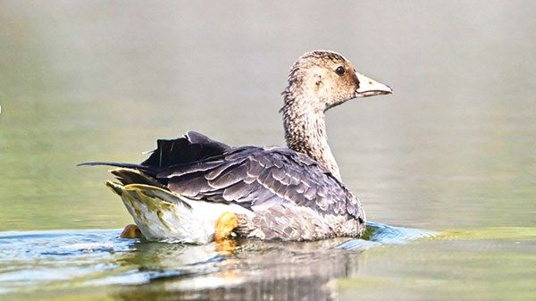 مؤشرات نادرة تؤكد ثراء أبوظبي البيئي وتنوعها الحيوي