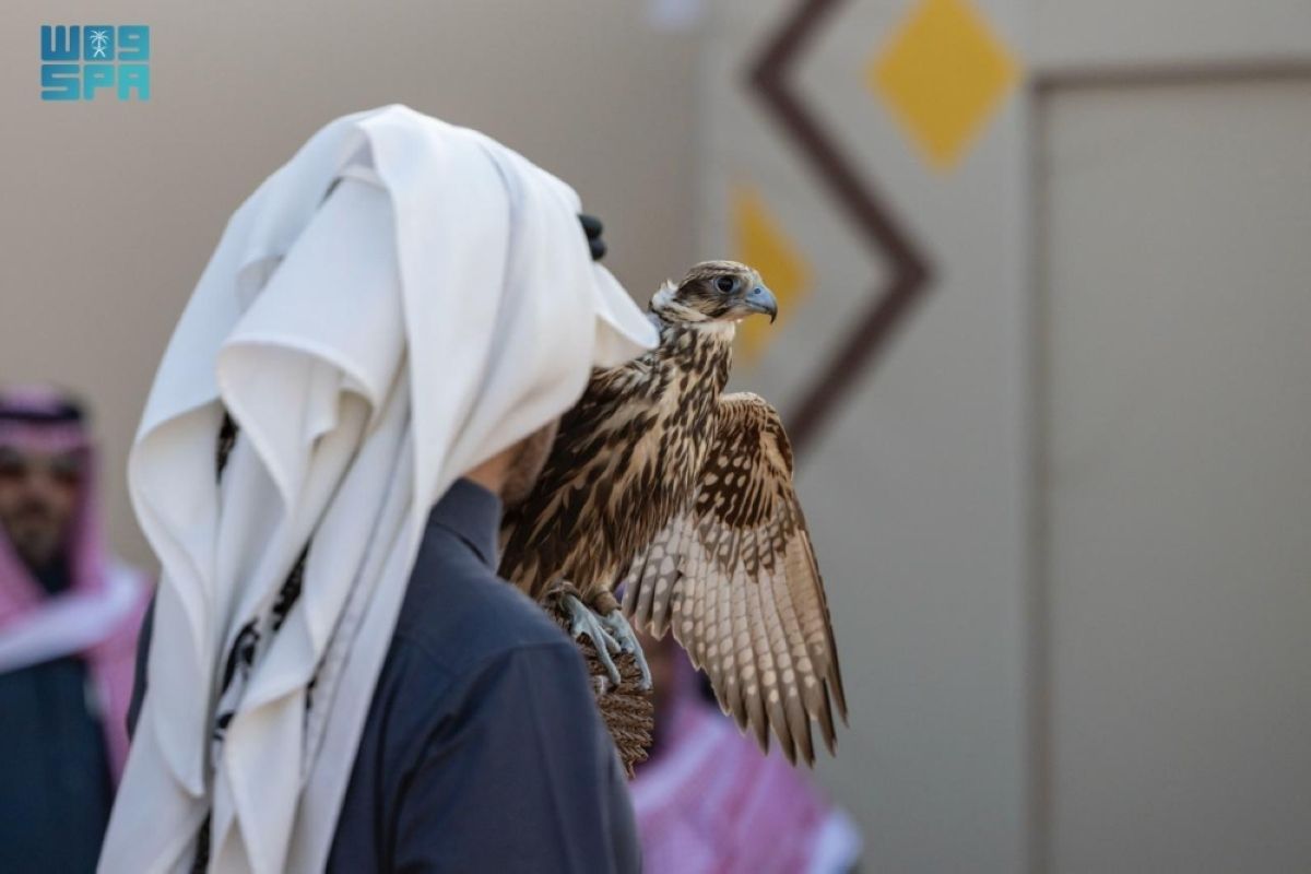 227 صقرا تشارك في 7 أشواط للهواة المحليين