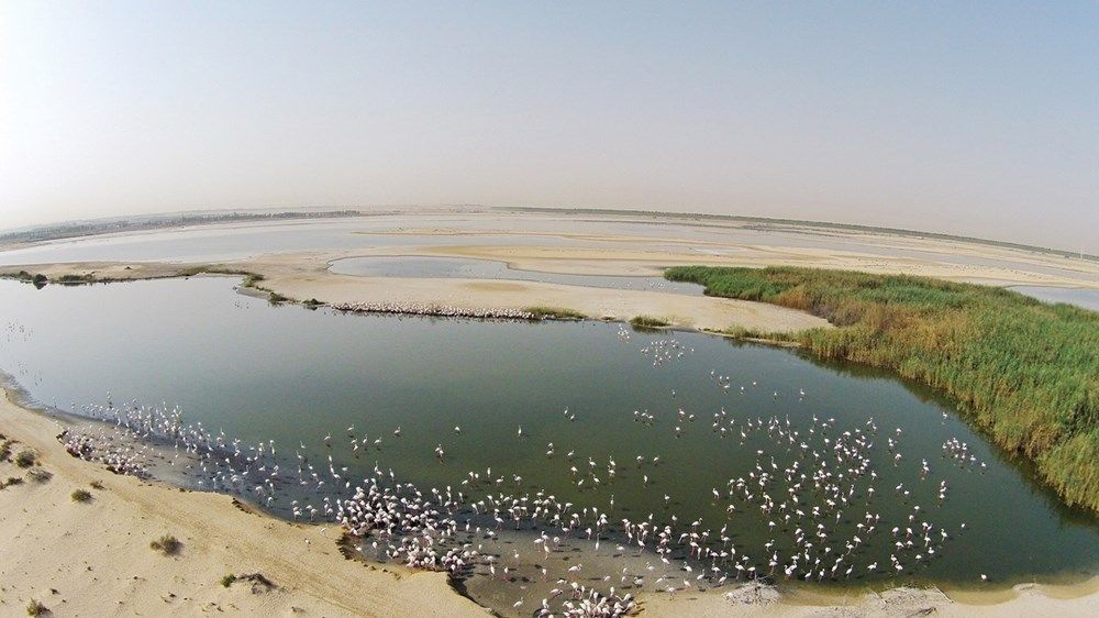 مؤشرات نادرة تؤكد ثراء أبوظبي البيئي وتنوعها الحيوي