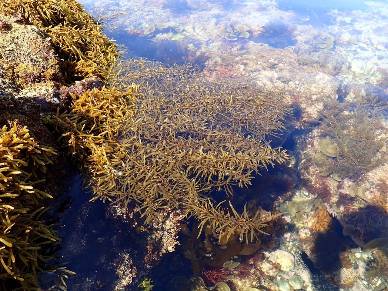 اليابان | هيجيكي... تعرف على العشب البحري الذي صار جزءًا من الهوية الغذائية اليابانية