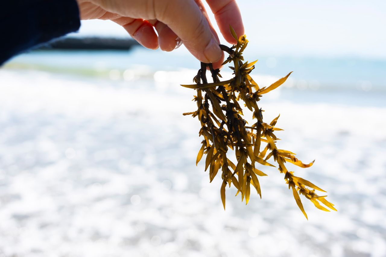 اليابان | هيجيكي... تعرف على العشب البحري الذي صار جزءًا من الهوية الغذائية اليابانية