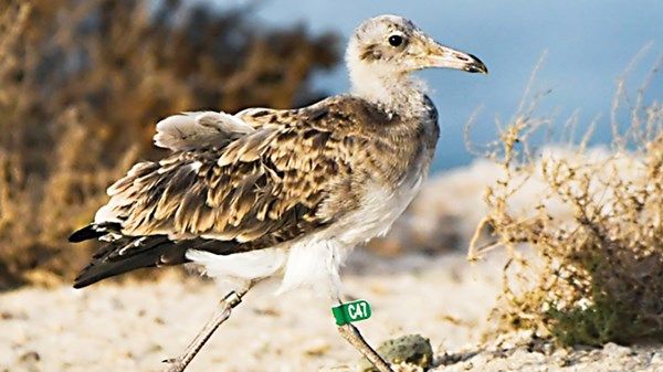 تتبع مسارات الطيور المهاجرة وفحص حالتها الصحية في أبوظبي