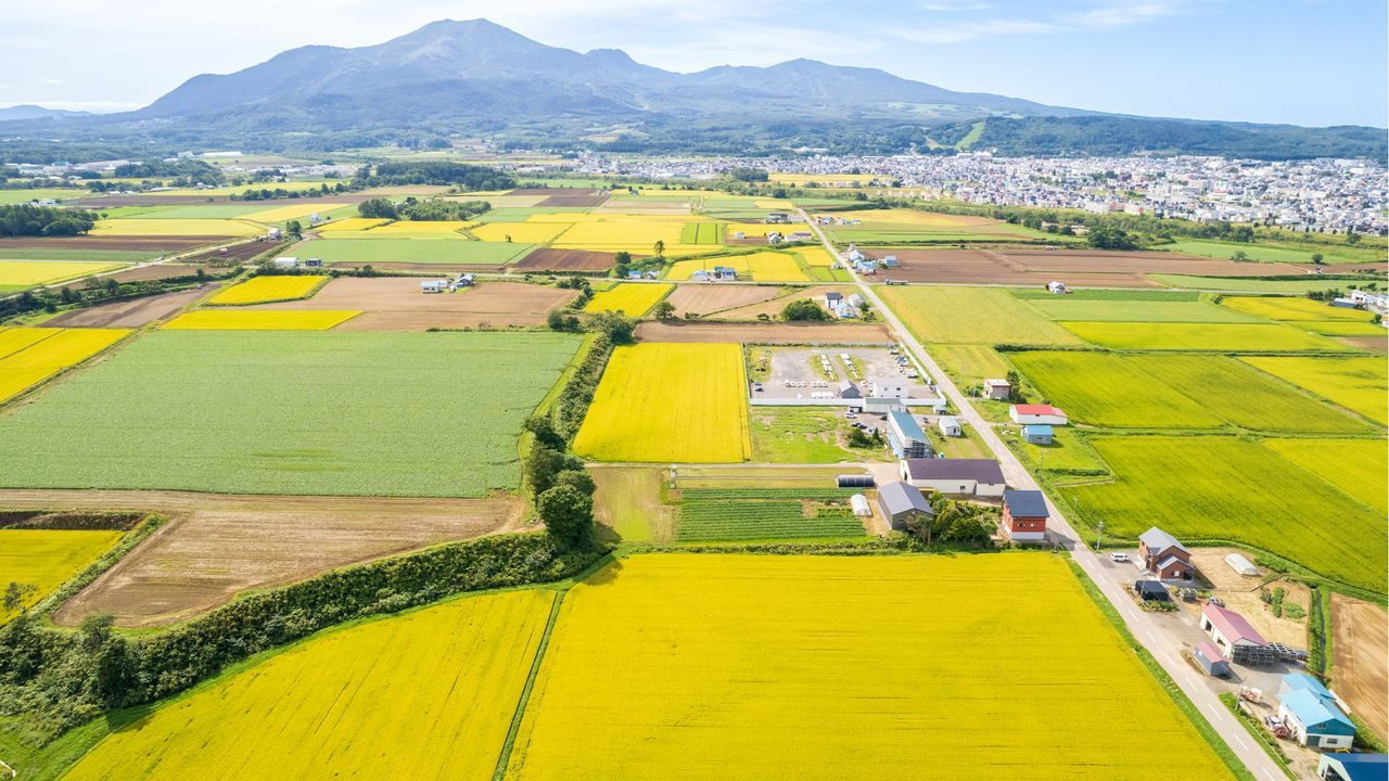 اليابان | تراجع خطير في الرقعة الزراعية اليابانية: أرقام قياسية تُدقّ ناقوس الخطر
