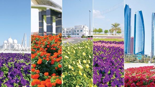 الزهور الشتوية.. لمسة جمالية مستدامة في شوارع أبوظبي