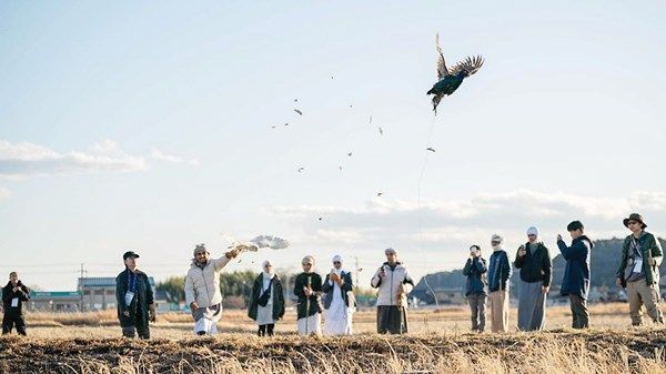 انطلاق برنامج الصقارة الإماراتي الياباني في العين غداً