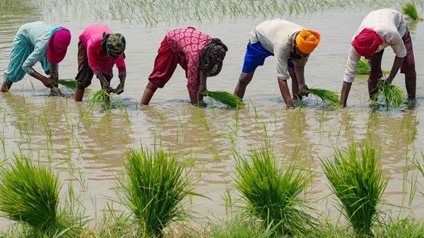 وزير: الهند تصبح أكبر منتج للأرز في العالم
