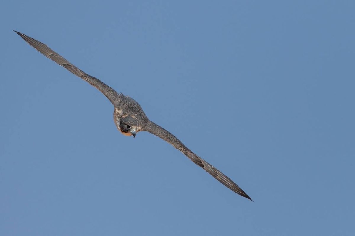 160 صقرًا للملاك المحليين تتنافس على 12 كأسًا بمهرجان الملك عبدالعزيز للصقور 2025