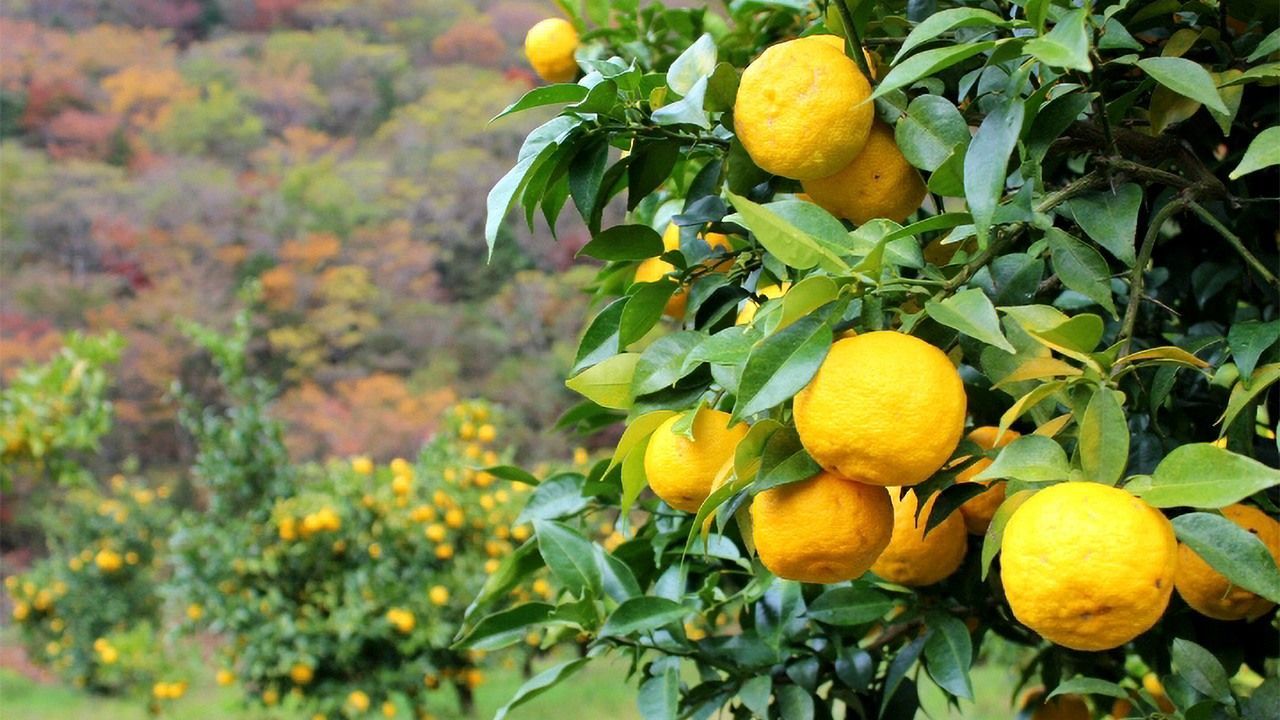 اليابان | يوزو… الحمضيات اليابانية التي غزت مطابخ العالم بنكهة لا تُقاوَم