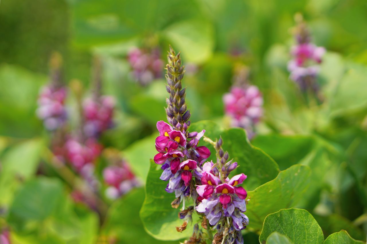 اليابان | كوزو… مسحوق تقليدي ياباني يتحول إلى نجم العلاجات الصحية في عصرنا