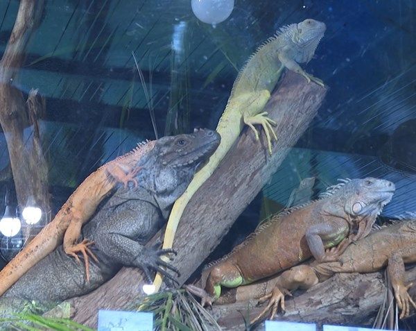 "محمية النوادر" و"الوثبة جيراسيك" تستهدفان التوعية البيئية في مهرجان الشيخ زايد