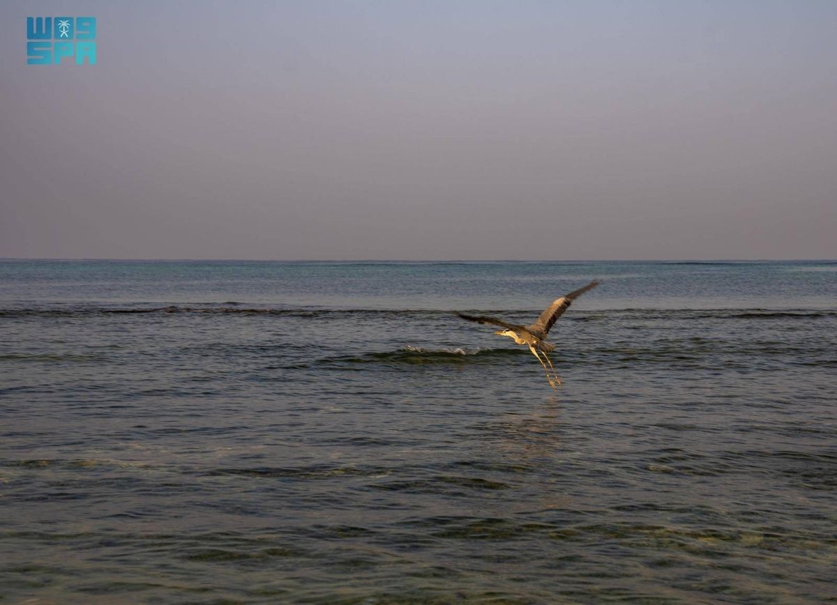 مركز الحياة الفطرية يطلق
63 طائرا بحريا في كورنيش جدة